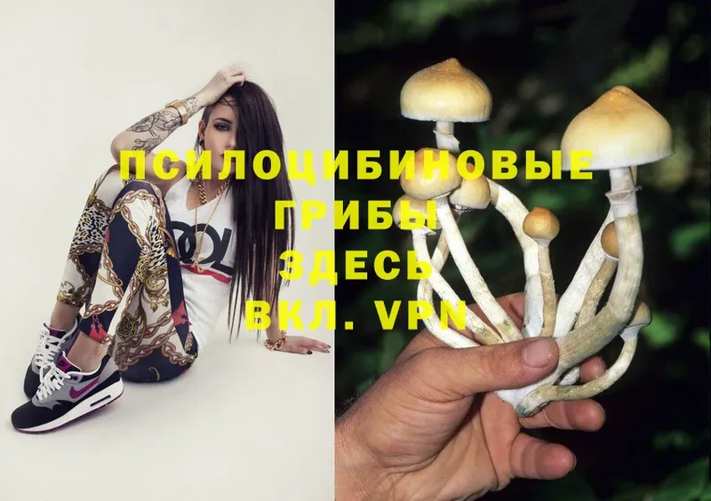 Псилоцибиновые грибы Magic Shrooms  купить  цена  Щёкино 